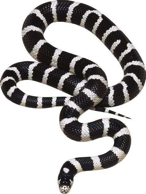 snake png images.